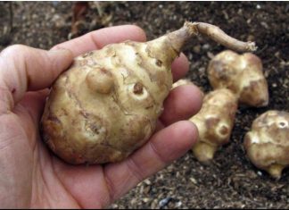 Ova biljka je spas za dijabetičare, idealna za mršavljenje i dobru probavu… Ova biljka je spas za dijabetičare, idealna za mršavljenje i dobru probavu… - featured image