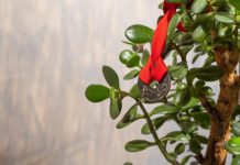 9 načina da aktivirate krasulu da privlači novac: Ne držite je na jednom mestu i stavite ovo ispod saksije 9 načina da aktivirate krasulu da privlači novac: Ne držite je na jednom mestu i stavite ovo ispod saksije - featured image