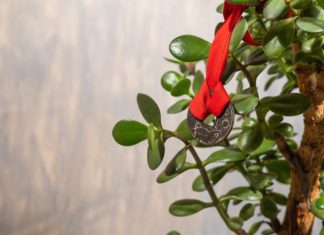 9 načina da aktivirate krasulu da privlači novac: Ne držite je na jednom mestu i stavite ovo ispod saksije 9 načina da aktivirate krasulu da privlači novac: Ne držite je na jednom mestu i stavite ovo ispod saksije - featured image