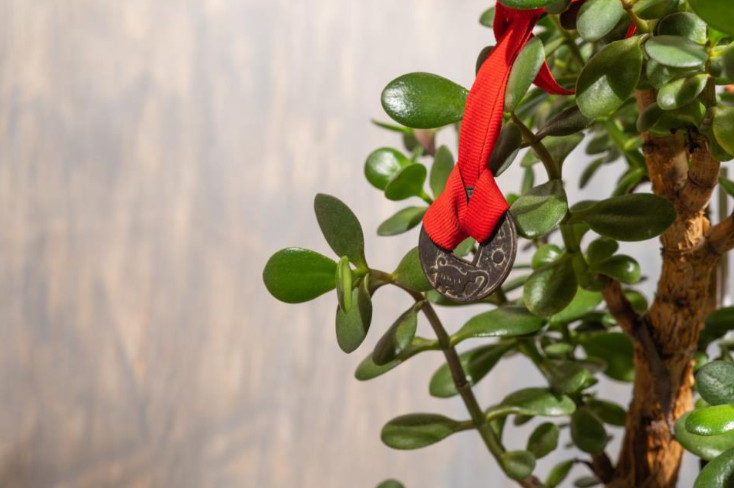 9 načina da aktivirate krasulu da privlači novac: Ne držite je na jednom mestu i stavite ovo ispod saksije - featured image 9 načina da aktivirate krasulu da privlači novac: Ne držite je na jednom mestu i stavite ovo ispod saksije - featured image