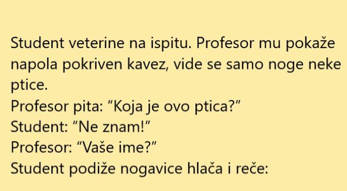 VIC DANA: Ispit na veterini