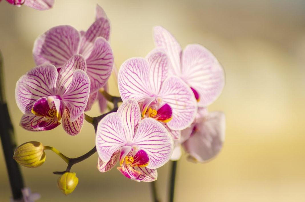 Orhideja može da cveta i zimi: Evo šta da uradite da to postignete! - featured image