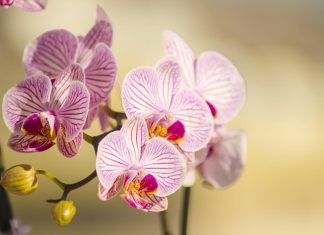 Orhideja može da cveta i zimi: Evo šta da uradite da to postignete! Orhideja može da cveta i zimi: Evo šta da uradite da to postignete! - featured image