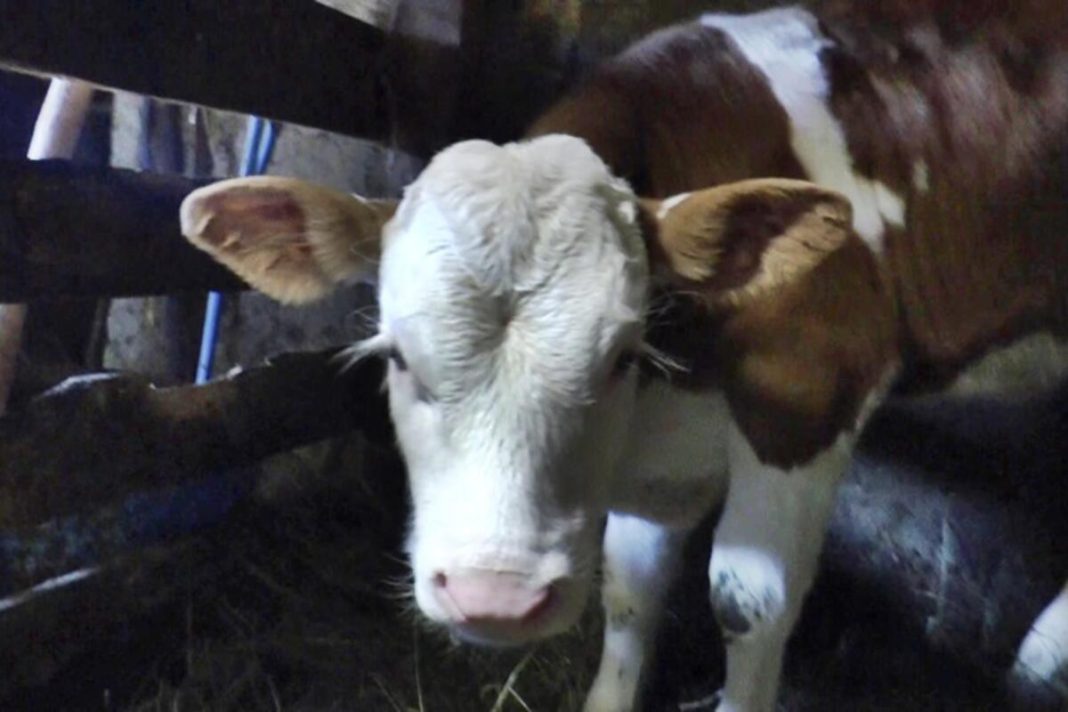 MATEMATIČKI ZADATAK KOJU JE ZBUNIO CELU SRBIJU: 