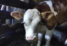 MATEMATIČKI ZADATAK KOJU JE ZBUNIO CELU SRBIJU: “Kupio sam KRAVU za 800 evra…” Da li vi možete da rešite? (FOTO) MATEMATIČKI ZADATAK KOJU JE ZBUNIO CELU SRBIJU: "Kupio sam KRAVU za 800 evra..." Da li vi možete da rešite? (FOTO) - featured image