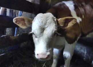 MATEMATIČKI ZADATAK KOJU JE ZBUNIO CELU SRBIJU: “Kupio sam KRAVU za 800 evra…” Da li vi možete da rešite? (FOTO) MATEMATIČKI ZADATAK KOJU JE ZBUNIO CELU SRBIJU: "Kupio sam KRAVU za 800 evra..." Da li vi možete da rešite? (FOTO) - featured image