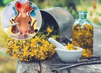 Prirodni melem protiv hemoroida: Čuveni travar otkriva da deluje i kod proširenih vena Prirodni melem protiv hemoroida: Čuveni travar otkriva da deluje i kod proširenih vena - featured image