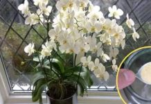 Ako ti orhideja vene, stani odmah! OVAJ prašak čini čuda – samo kašičica mjesečno! Ako ti orhideja vene, stani odmah! OVAJ prašak čini čuda – samo kašičica mjesečno! - featured image