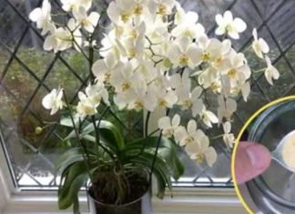 Ako ti orhideja vene, stani odmah! OVAJ prašak čini čuda – samo kašičica mjesečno! Ako ti orhideja vene, stani odmah! OVAJ prašak čini čuda – samo kašičica mjesečno! - featured image