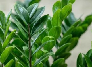 Jednom mesečno počastite zamiju ovim narodnim trikom: Nećete moći da prebrojite nove listove i novac u novčaniku