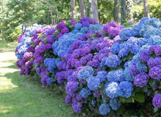 Kako oporaviti hortenzije nakon mraza? Vodič korak po korak od smrznute do biljke na kojoj je cvet na cvetu Kako oporaviti hortenzije nakon mraza? Vodič korak po korak od smrznute do biljke na kojoj je cvet na cvetu - featured image