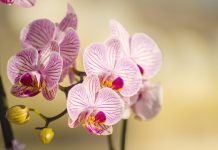 Šta orhideje vole? Samo jedan trik je dovoljan da raskošno cvetaju cele zime! Šta orhideje vole? Samo jedan trik je dovoljan da raskošno cvetaju cele zime! - featured image