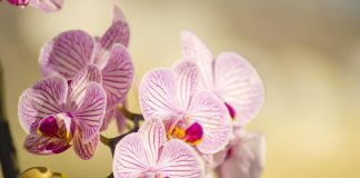 Šta orhideje vole? Samo jedan trik je dovoljan da raskošno cvetaju cele zime! Šta orhideje vole? Samo jedan trik je dovoljan da raskošno cvetaju cele zime! - featured image