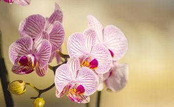 Šta orhideje vole? Samo jedan trik je dovoljan da raskošno cvetaju cele zime! Šta orhideje vole? Samo jedan trik je dovoljan da raskošno cvetaju cele zime! - featured image