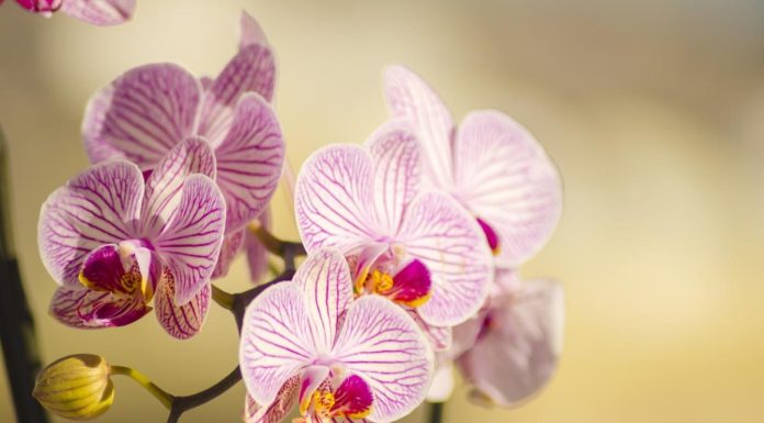 Šta orhideje vole? Samo jedan trik je dovoljan da raskošno cvetaju cele zime! Šta orhideje vole? Samo jedan trik je dovoljan da raskošno cvetaju cele zime! - featured image