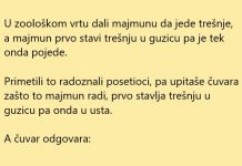 VIC DANA: Majmun proba trešnju