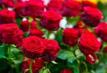 Obavezno ovaj prah pospite po ružama u februaru: Svi ga imamo u kući i bacamo ga, a niko ne zna da zbog njega cveće buja tokom prolaće i leta Obavezno ovaj prah pospite po ružama u februaru: Svi ga imamo u kući i bacamo ga, a niko ne zna da zbog njega cveće buja tokom prolaće i leta - featured image