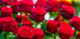 Obavezno ovaj prah pospite po ružama u februaru: Svi ga imamo u kući i bacamo ga, a niko ne zna da zbog njega cveće buja tokom prolaće i leta Obavezno ovaj prah pospite po ružama u februaru: Svi ga imamo u kući i bacamo ga, a niko ne zna da zbog njega cveće buja tokom prolaće i leta - featured image