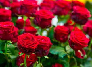 Obavezno ovaj prah pospite po ružama u februaru: Svi ga imamo u kući i bacamo ga, a niko ne zna da zbog njega cveće buja tokom prolaće i leta Obavezno ovaj prah pospite po ružama u februaru: Svi ga imamo u kući i bacamo ga, a niko ne zna da zbog njega cveće buja tokom prolaće i leta - featured image