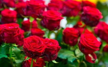 Obavezno ovaj prah pospite po ružama u februaru: Svi ga imamo u kući i bacamo ga, a niko ne zna da zbog njega cveće buja tokom prolaće i leta Obavezno ovaj prah pospite po ružama u februaru: Svi ga imamo u kući i bacamo ga, a niko ne zna da zbog njega cveće buja tokom prolaće i leta - featured image