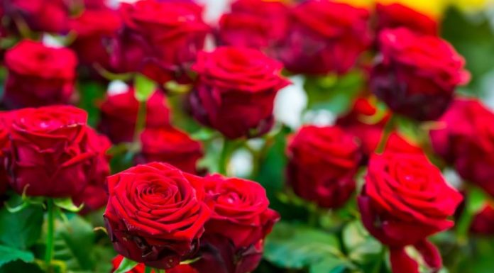 Obavezno ovaj prah pospite po ružama u februaru: Svi ga imamo u kući i bacamo ga, a niko ne zna da zbog njega cveće buja tokom prolaće i leta Obavezno ovaj prah pospite po ružama u februaru: Svi ga imamo u kući i bacamo ga, a niko ne zna da zbog njega cveće buja tokom prolaće i leta - featured image