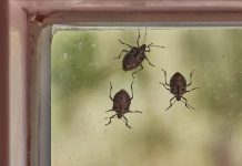 Smrdibube se užasno plaše jedne stvari: Samo stavite ovo kod ulaznih vrata i nestaće Smrdibube se užasno plaše jedne stvari: Samo stavite ovo kod ulaznih vrata i nestaće - featured image