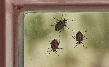 Smrdibube se užasno plaše jedne stvari: Samo stavite ovo kod ulaznih vrata i nestaće Smrdibube se užasno plaše jedne stvari: Samo stavite ovo kod ulaznih vrata i nestaće - featured image