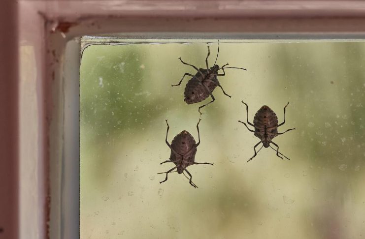 Smrdibube se užasno plaše jedne stvari: Samo stavite ovo kod ulaznih vrata i nestaće Smrdibube se užasno plaše jedne stvari: Samo stavite ovo kod ulaznih vrata i nestaće - featured image