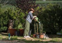 Veruje se da ova biljka donosi SMRT! Nikako je ne sadite, ako je dobijete na poklon – SMESTA JE IZBACITE IZ KUĆE! Veruje se da ova biljka donosi SMRT! Nikako je ne sadite, ako je dobijete na poklon - SMESTA JE IZBACITE IZ KUĆE! - featured image