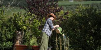 Veruje se da ova biljka donosi SMRT! Nikako je ne sadite, ako je dobijete na poklon – SMESTA JE IZBACITE IZ KUĆE! Veruje se da ova biljka donosi SMRT! Nikako je ne sadite, ako je dobijete na poklon - SMESTA JE IZBACITE IZ KUĆE! - featured image