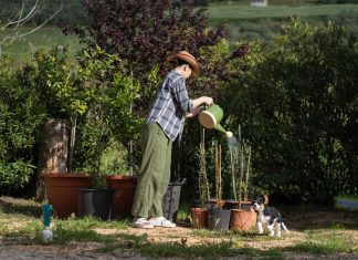 Veruje se da ova biljka donosi SMRT! Nikako je ne sadite, ako je dobijete na poklon – SMESTA JE IZBACITE IZ KUĆE! Veruje se da ova biljka donosi SMRT! Nikako je ne sadite, ako je dobijete na poklon - SMESTA JE IZBACITE IZ KUĆE! - featured image