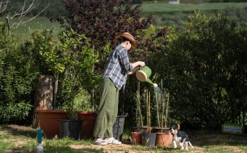 Veruje se da ova biljka donosi SMRT! Nikako je ne sadite, ako je dobijete na poklon – SMESTA JE IZBACITE IZ KUĆE! Veruje se da ova biljka donosi SMRT! Nikako je ne sadite, ako je dobijete na poklon - SMESTA JE IZBACITE IZ KUĆE! - featured image