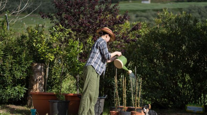 Veruje se da ova biljka donosi SMRT! Nikako je ne sadite, ako je dobijete na poklon – SMESTA JE IZBACITE IZ KUĆE! Veruje se da ova biljka donosi SMRT! Nikako je ne sadite, ako je dobijete na poklon - SMESTA JE IZBACITE IZ KUĆE! - featured image