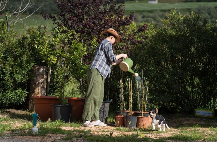 Veruje se da ova biljka donosi SMRT! Nikako je ne sadite, ako je dobijete na poklon – SMESTA JE IZBACITE IZ KUĆE! Veruje se da ova biljka donosi SMRT! Nikako je ne sadite, ako je dobijete na poklon - SMESTA JE IZBACITE IZ KUĆE! - featured image