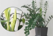 Samo 3 supene kašike i zamiokulkas ćedati PUNO novih listova! Samo 3 supene kašike i zamiokulkas ćedati PUNO novih listova! - featured image