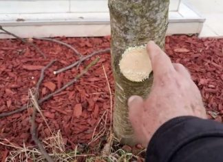 Na OVAJ način se smokva orezuje u februaru za obilniji rod Na OVAJ način se smokva orezuje u februaru za obilniji rod - featured image