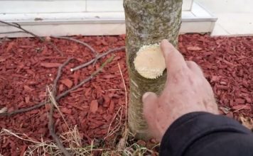 Na OVAJ način se smokva orezuje u februaru za obilniji rod Na OVAJ način se smokva orezuje u februaru za obilniji rod - featured image