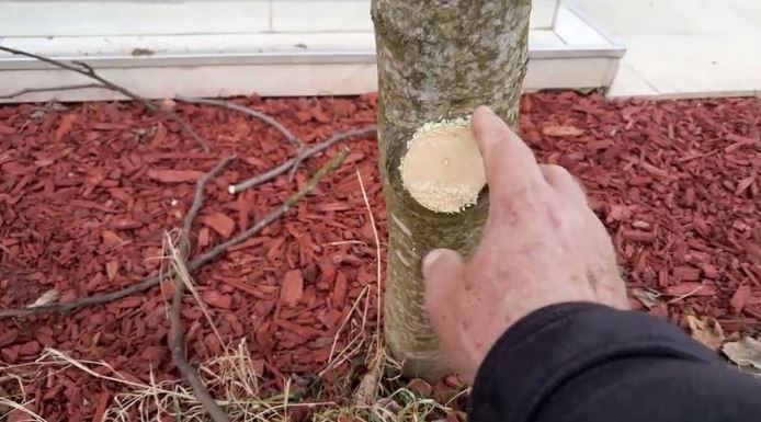 Na OVAJ način se smokva orezuje u februaru za obilniji rod Na OVAJ način se smokva orezuje u februaru za obilniji rod - featured image