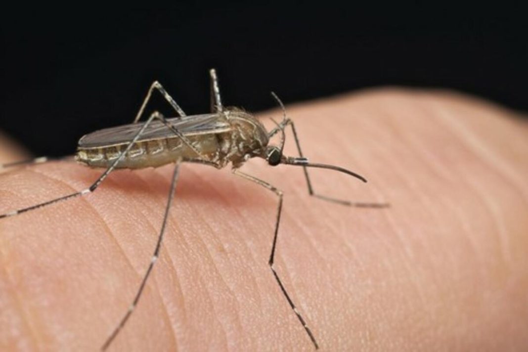 Širi se smrtonosna groznica u 16 zemalja: Izdato upozorenje za putnike, ovo su simptomi! (VIDEO) - featured image Širi se smrtonosna groznica u 16 zemalja: Izdato upozorenje za putnike, ovo su simptomi! (VIDEO) - featured image