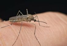 Širi se smrtonosna groznica u 16 zemalja: Izdato upozorenje za putnike, ovo su simptomi! (VIDEO) Širi se smrtonosna groznica u 16 zemalja: Izdato upozorenje za putnike, ovo su simptomi! (VIDEO) - featured image