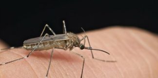 Širi se smrtonosna groznica u 16 zemalja: Izdato upozorenje za putnike, ovo su simptomi! (VIDEO) Širi se smrtonosna groznica u 16 zemalja: Izdato upozorenje za putnike, ovo su simptomi! (VIDEO) - featured image