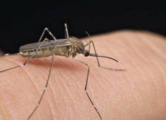 Širi se smrtonosna groznica u 16 zemalja: Izdato upozorenje za putnike, ovo su simptomi! (VIDEO) Širi se smrtonosna groznica u 16 zemalja: Izdato upozorenje za putnike, ovo su simptomi! (VIDEO) - featured image