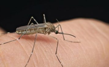 Širi se smrtonosna groznica u 16 zemalja: Izdato upozorenje za putnike, ovo su simptomi! (VIDEO) Širi se smrtonosna groznica u 16 zemalja: Izdato upozorenje za putnike, ovo su simptomi! (VIDEO) - featured image