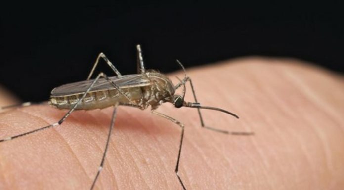 Širi se smrtonosna groznica u 16 zemalja: Izdato upozorenje za putnike, ovo su simptomi! (VIDEO) Širi se smrtonosna groznica u 16 zemalja: Izdato upozorenje za putnike, ovo su simptomi! (VIDEO) - featured image