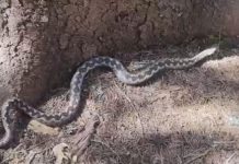 Ivan je za dva dana uhvatio osam ovih zmijurina: Počele su da izlaze, na jedno se mora obratiti pažnja (FOTO) Ivan je za dva dana uhvatio osam ovih zmijurina: Počele su da izlaze, na jedno se mora obratiti pažnja (FOTO) - featured image