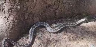 Ivan je za dva dana uhvatio osam ovih zmijurina: Počele su da izlaze, na jedno se mora obratiti pažnja (FOTO) Ivan je za dva dana uhvatio osam ovih zmijurina: Počele su da izlaze, na jedno se mora obratiti pažnja (FOTO) - featured image