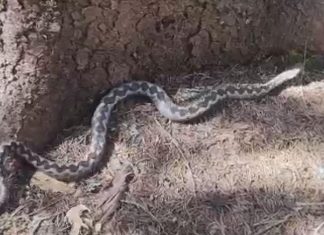 Ivan je za dva dana uhvatio osam ovih zmijurina: Počele su da izlaze, na jedno se mora obratiti pažnja (FOTO) Ivan je za dva dana uhvatio osam ovih zmijurina: Počele su da izlaze, na jedno se mora obratiti pažnja (FOTO) - featured image
