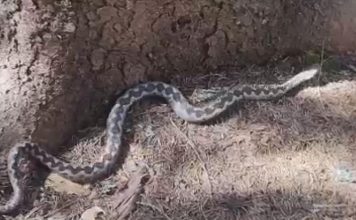 Ivan je za dva dana uhvatio osam ovih zmijurina: Počele su da izlaze, na jedno se mora obratiti pažnja (FOTO) Ivan je za dva dana uhvatio osam ovih zmijurina: Počele su da izlaze, na jedno se mora obratiti pažnja (FOTO) - featured image