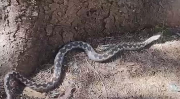 Ivan je za dva dana uhvatio osam ovih zmijurina: Počele su da izlaze, na jedno se mora obratiti pažnja (FOTO) Ivan je za dva dana uhvatio osam ovih zmijurina: Počele su da izlaze, na jedno se mora obratiti pažnja (FOTO) - featured image