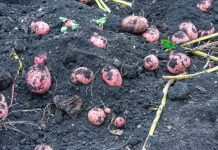 STARI SELJAČKI TRIK: Posadite krompir sada i gledajte čudo u junu Posadite mladi krompir u martu i u junu ćete dobiti proizvod koji će vas hraniti do zime - featured image